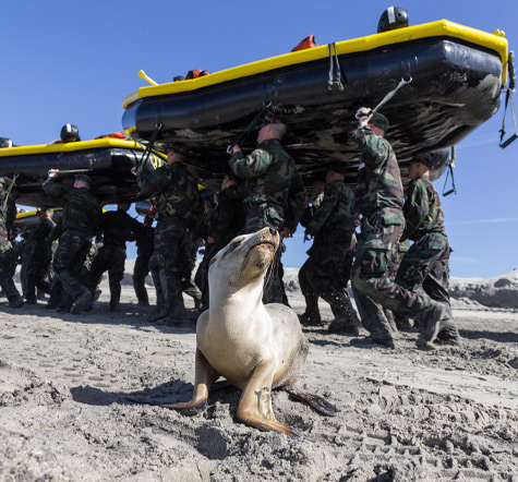 Seal Or Swcc Training Sealswcc Com